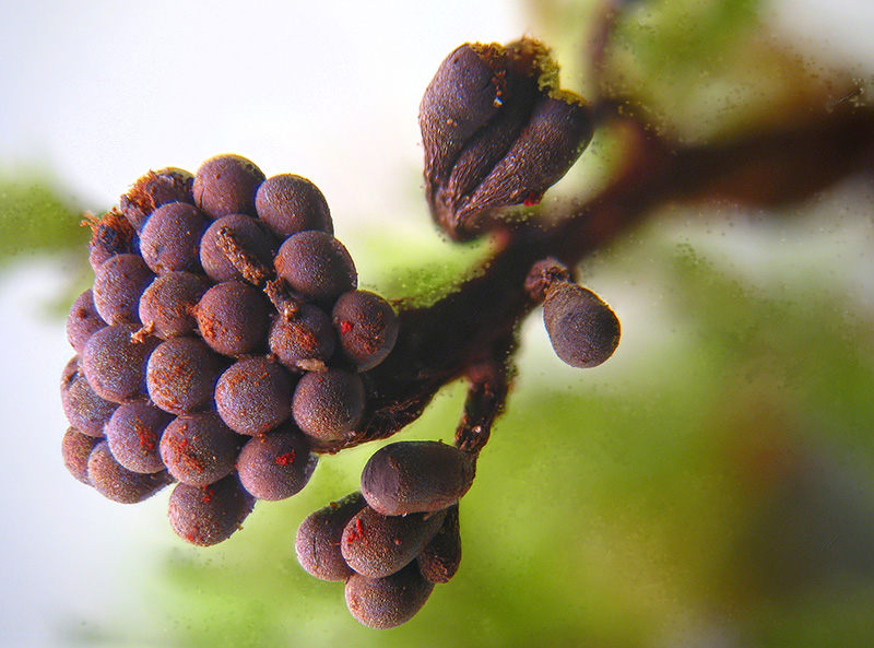 Metatrichia... ancora vesparium?